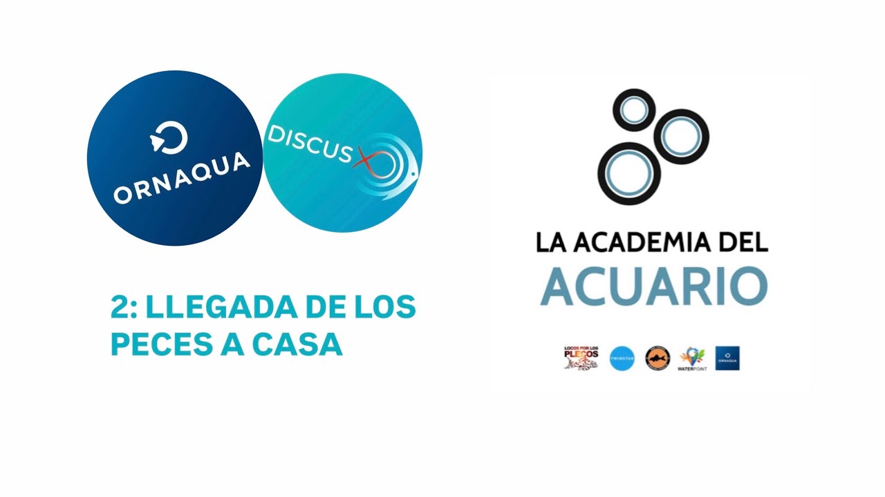 2: LLEGADA DE LOS PECES A CASA