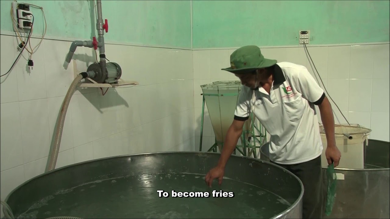 PANGASIUS INTEGRATED PRODUCTION SYSTEM IN VIETNAM