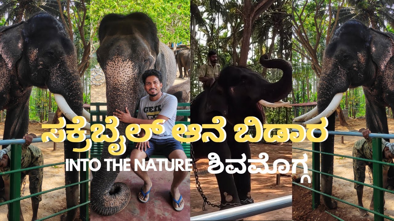 ಸಕ್ರೆಬೈಲು ಆನೆ ಬಿಡಾರ | Sakrebayalu Elephant Camp | Elephant Camp In Shivamogga | karnataka.