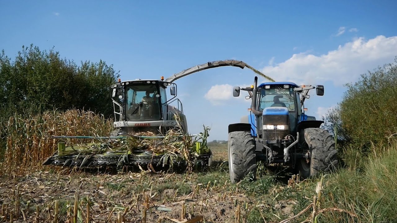 🌽Kukurydza na Kiszonkę 2024🌽NH TM 190🌽Massey Ferguson🌽Claas Jaguar 950🌽