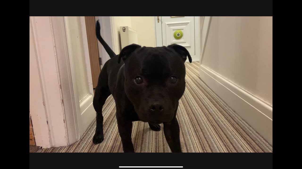 Intelligent dog makes his own entertainment on a rainy day!