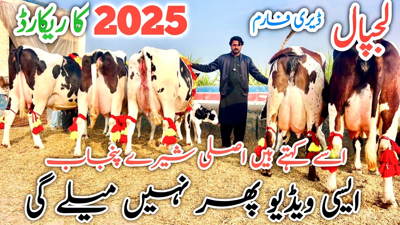 Lajpal Dairy Farm | Best cows farm in Pakistan | Best cows in Pakistan 