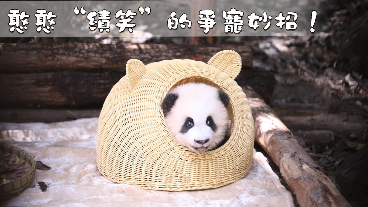 《熊貓主題趴》憨憨“績笑”的爭寵妙招！ | iPanda熊貓頻道