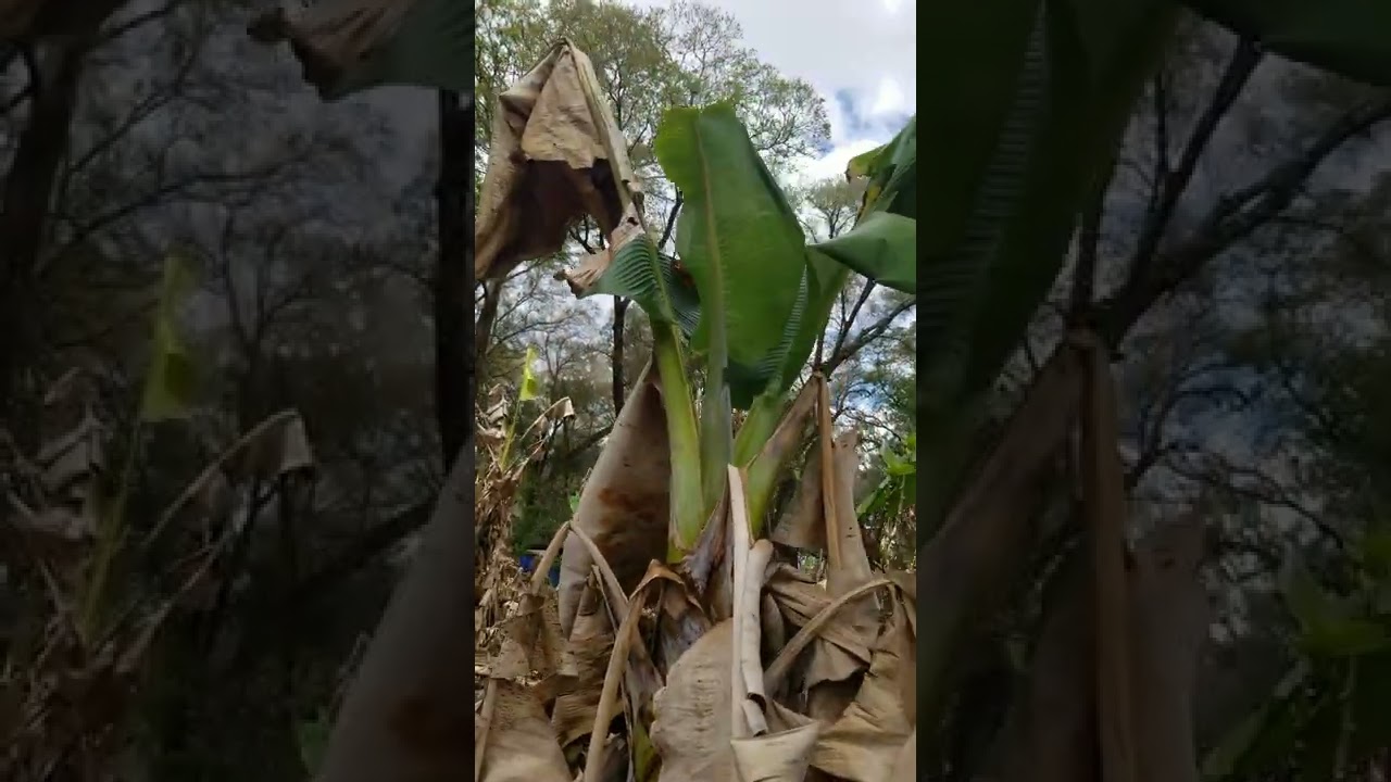 Banana flowering after a freeze, what to do now?