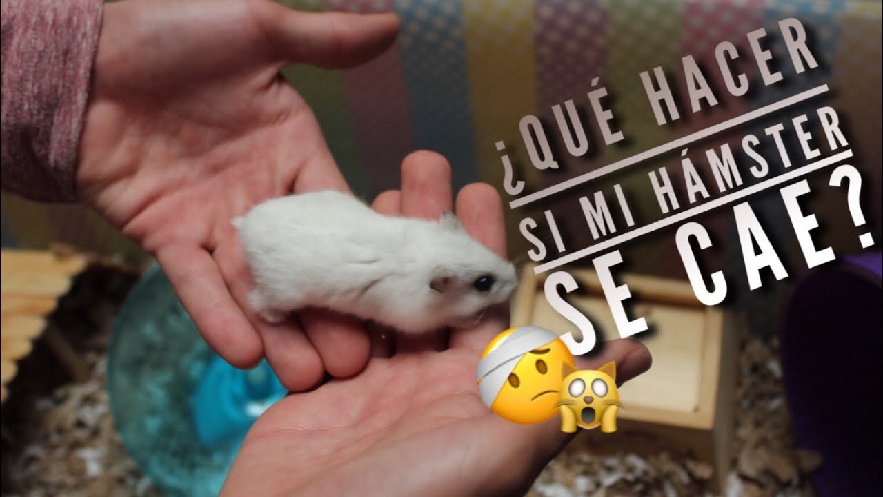 ¿QUÉ HACER SI MI HÁMSTER SE CAE?