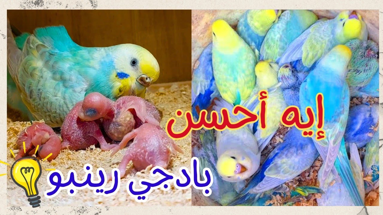إزاي تنتج أحسن بادجي رينبو ⁉️