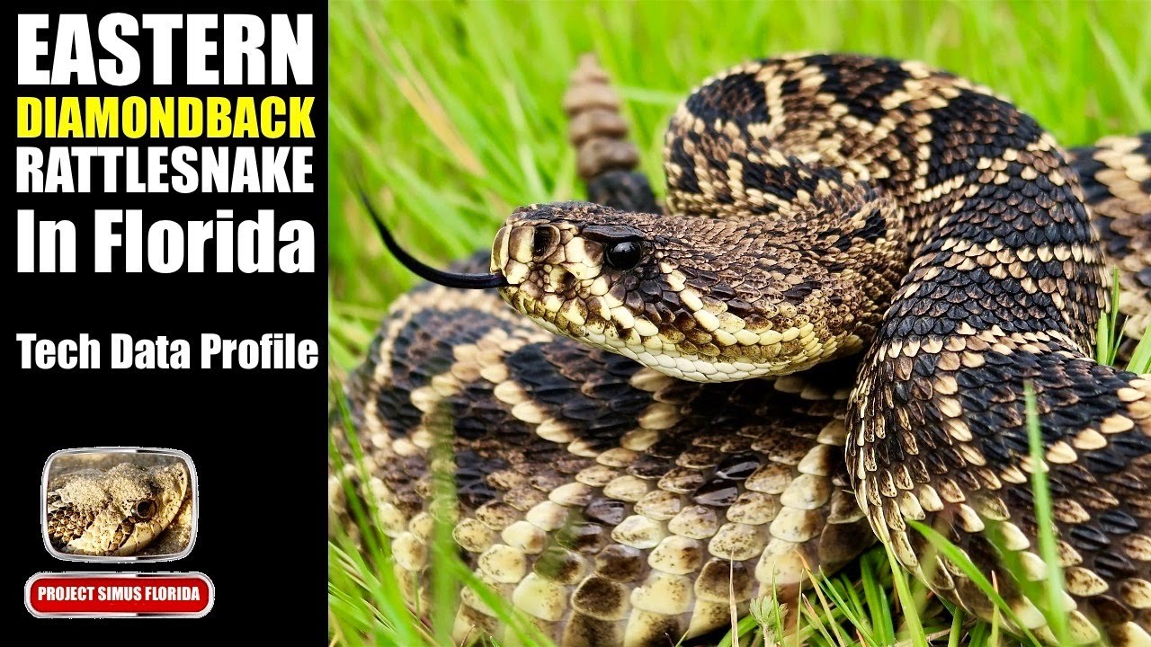 Eastern Diamondback Rattlesnake Education
