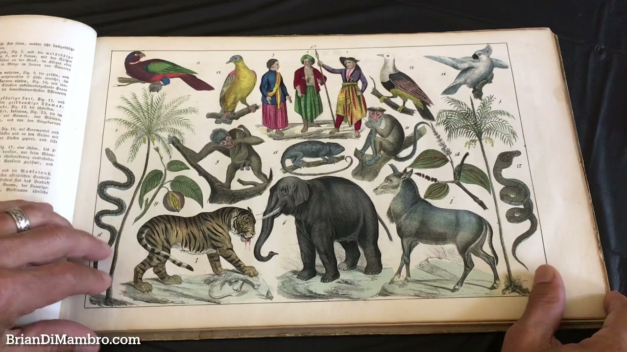 Natural History & Ethnography 1846 Bromme 40 beautiful plates | Brian DiMambro Virtual Book Tour
