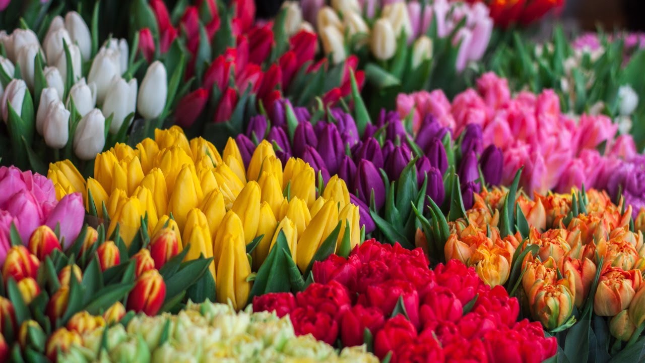 Sch&ouml;ne Bilder 003 &mdash; Fr&uuml;hling