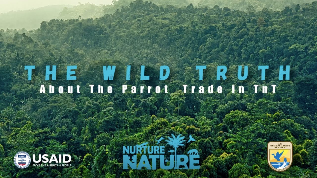 The Wild Truth about the Amazon Parrot Trade in Trinidad and Tobago