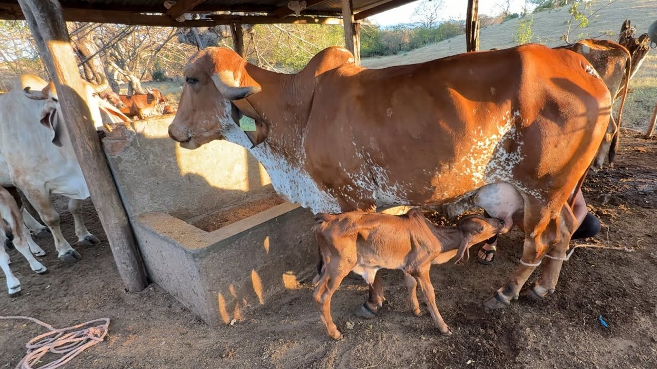 Vaca gyr y la vaca que rifaremos les toca ordeño 