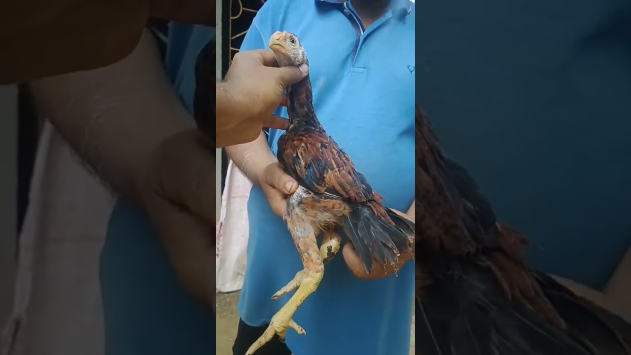 Aseel murga fighting😰😰😰 #zaidihaddireels #shorts #vairalvideo #assel #parrotbeak #aseelmurga #muruga
