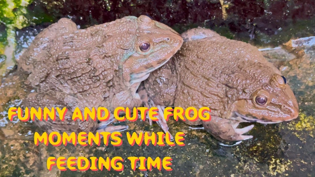 Funny and Cute Frog Moments While Feeding Time