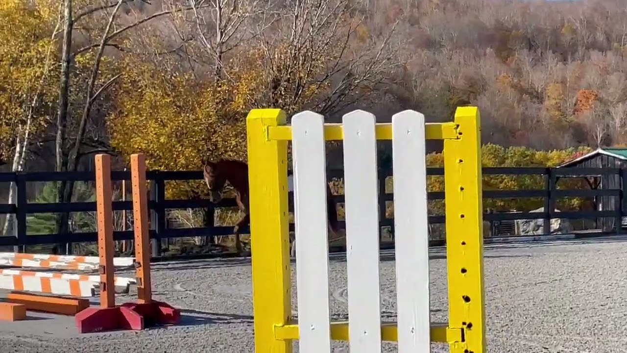Sia 10/21/25- a few weeks under saddle