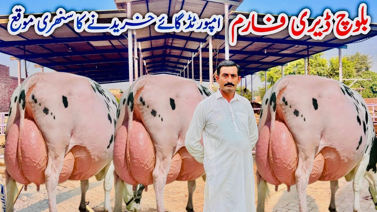Baloch Dairy Farm | Imported Australian Cows | Heavy Milk Friesian Cows