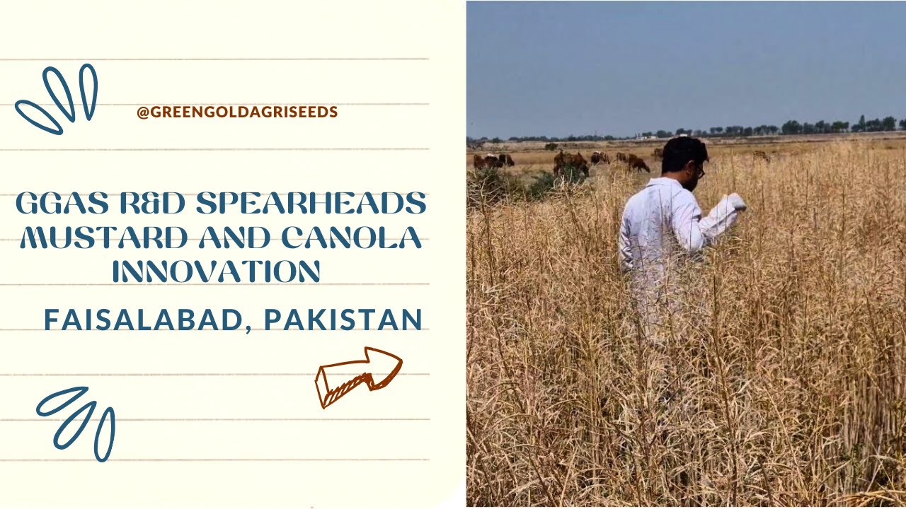 GGAS R&D Spearheads Mustard and Canola Innovation in Faisalabad, Pakistan