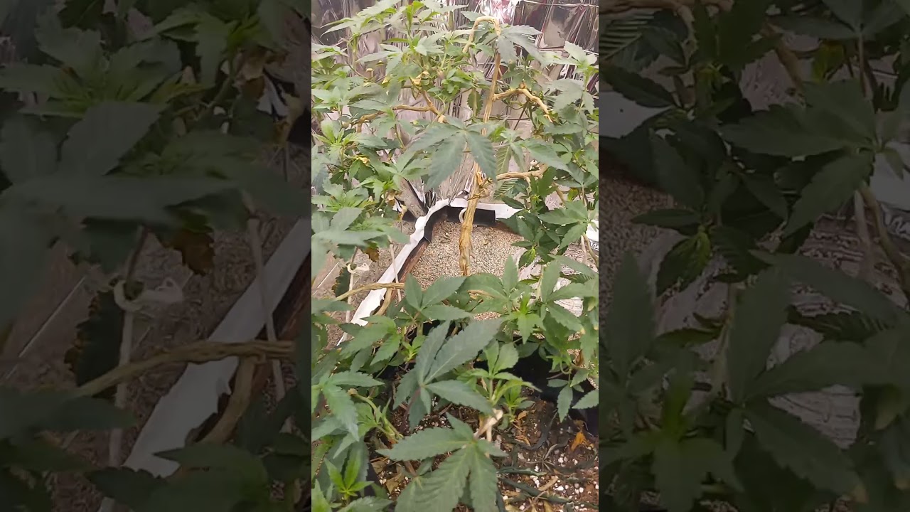 why u don't tie down branches on cannabis plants via the grow boss😁👍🏿
