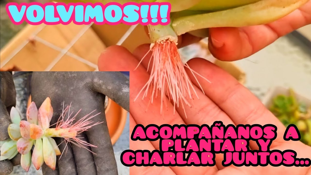 Acompáñanos a plantar y charlar juntos!! Volvimos #terrasuculenta