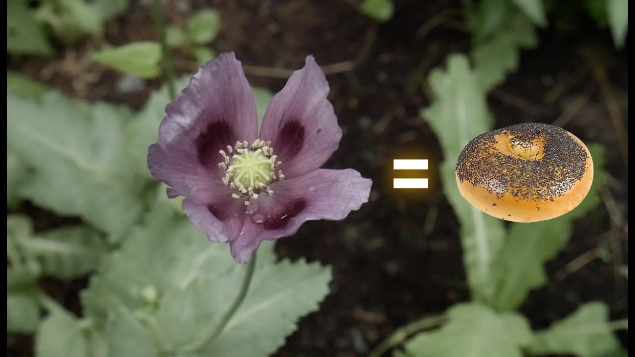 Cultiver ses graines de pavot