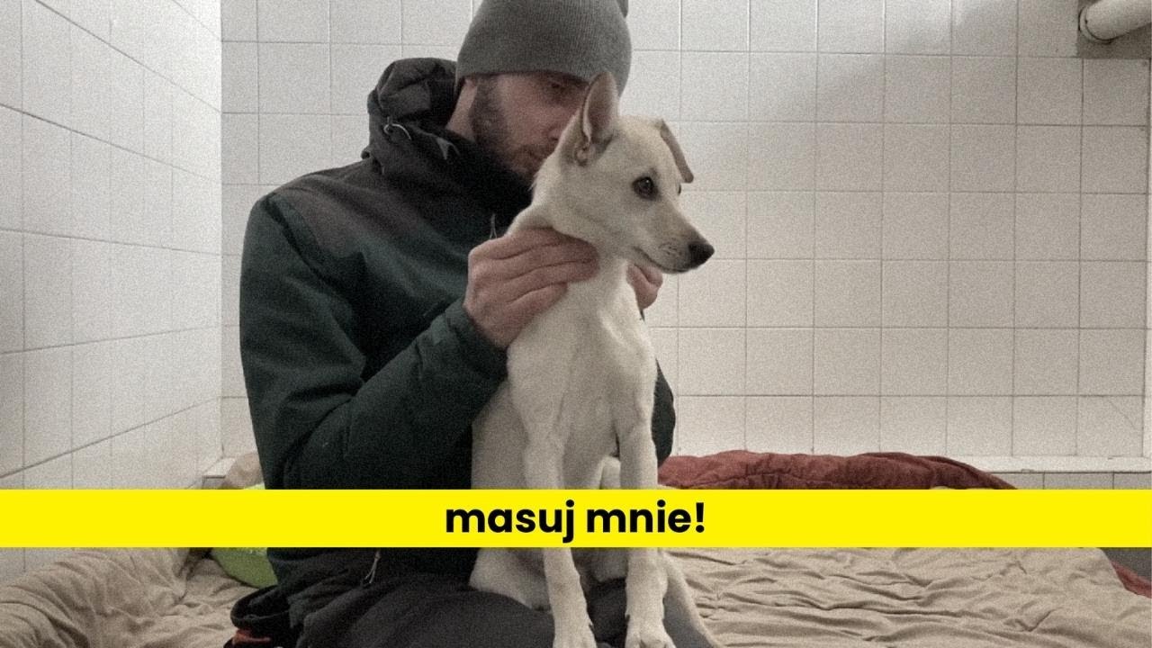Masaż w pracy z psem lękliwym