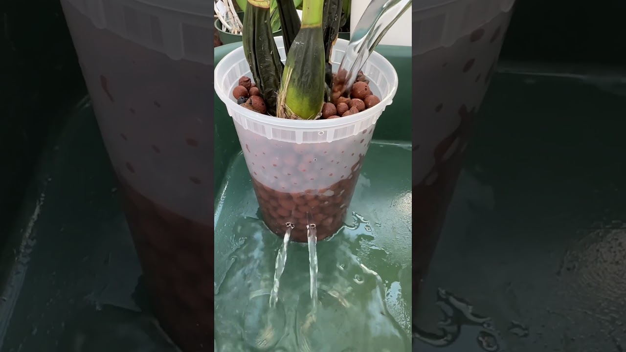 How to water your plant  in semi-hydroponics. #Orchid #orquideas #semihydro #Leca #plantas #plant