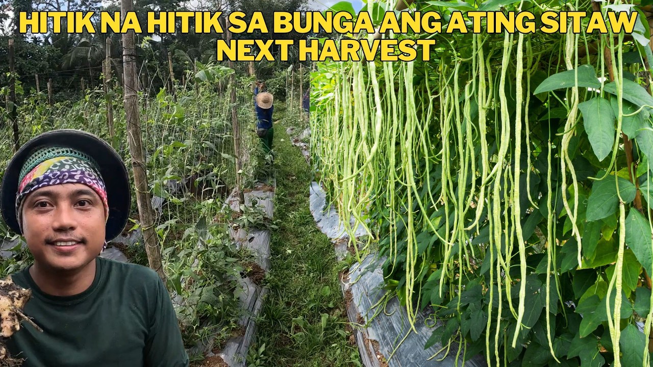 THANK LORD SA MASAGANANG BUNGA SITAW NAMAN ANG KASUNOD NATIN HAHARVESIN