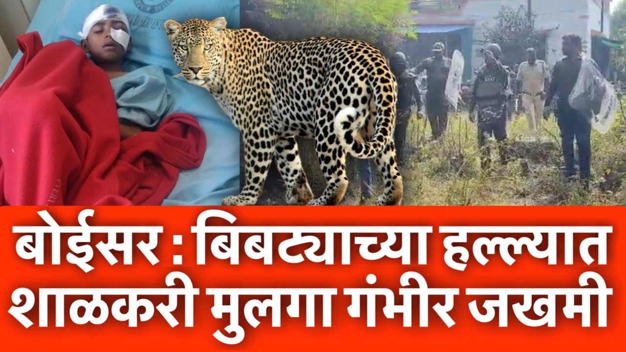 बोईसर : बिबट्याच्या हल्ल्यात शाळकरी मुलगा गंभीर जखमी