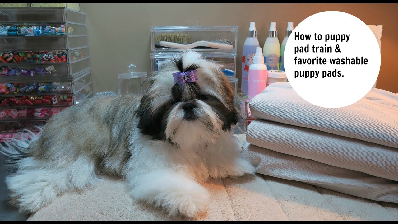How to potty train your puppy to use puppy pads