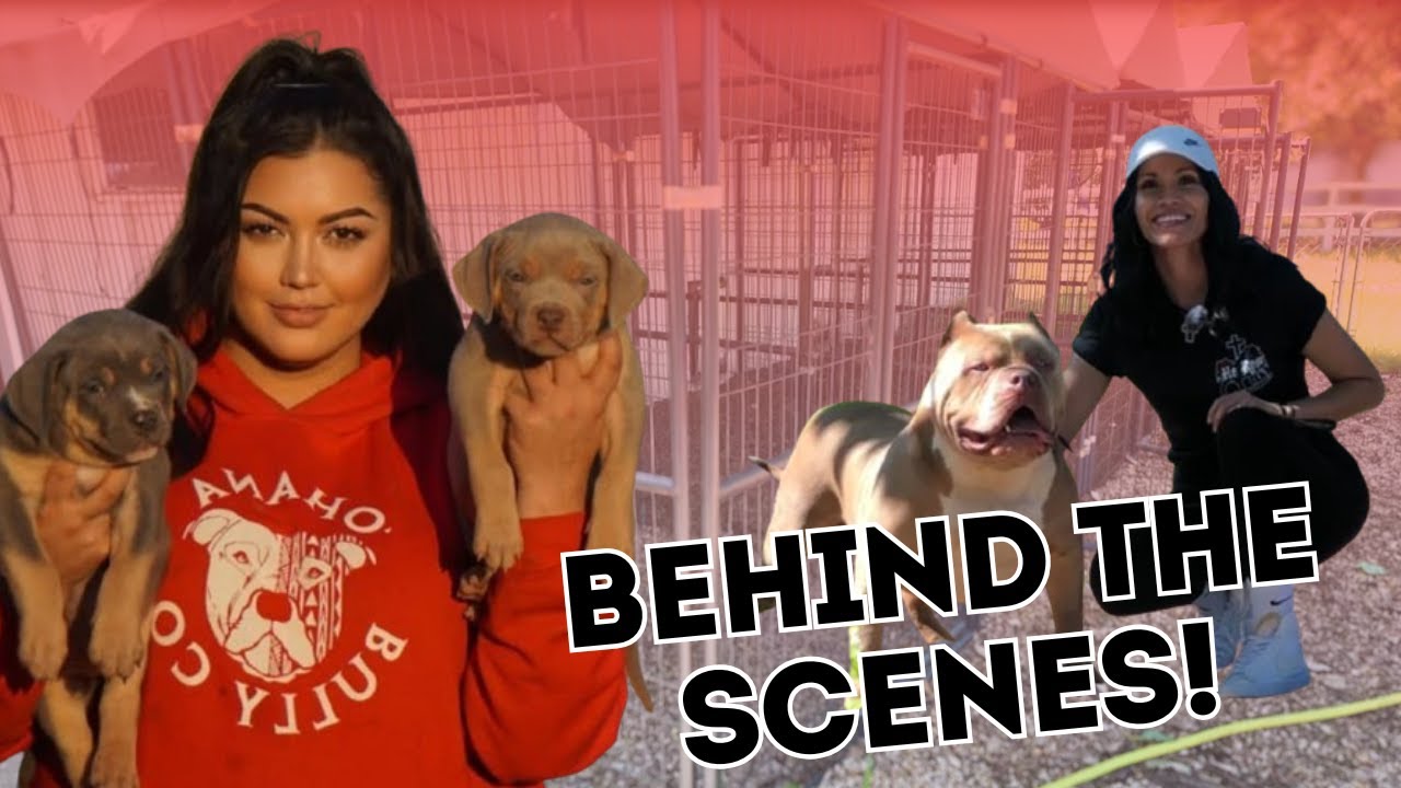 Inside an XL Bully Kennel: Meet the Dogs & Owner!