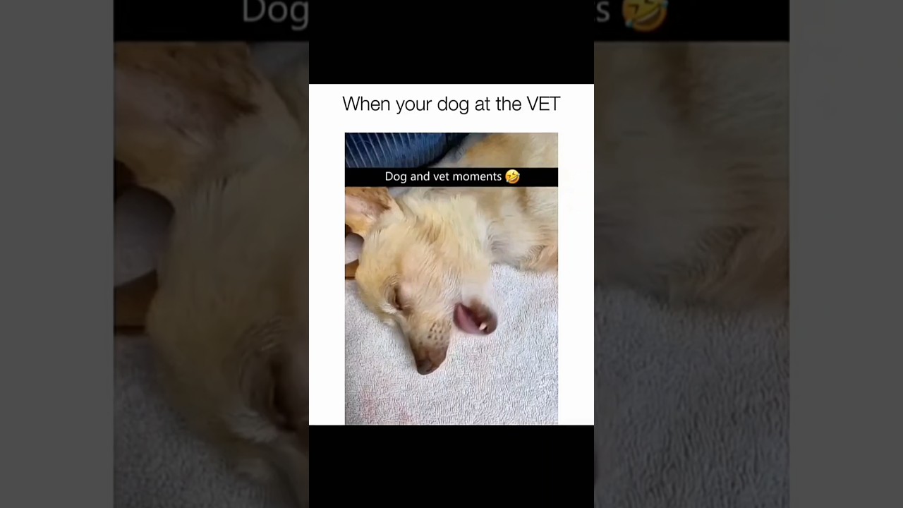 Dogs being idiots part 198 😂| Funny dogs compilation #funnydog #funnypet #cutedog #dog #dogsworld