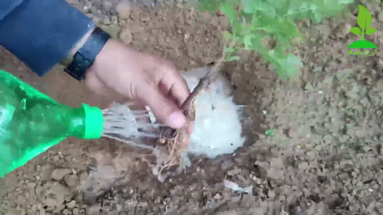 طريقه الاكثار نبات التيكوماريا  في البيت Tecomaria capensis