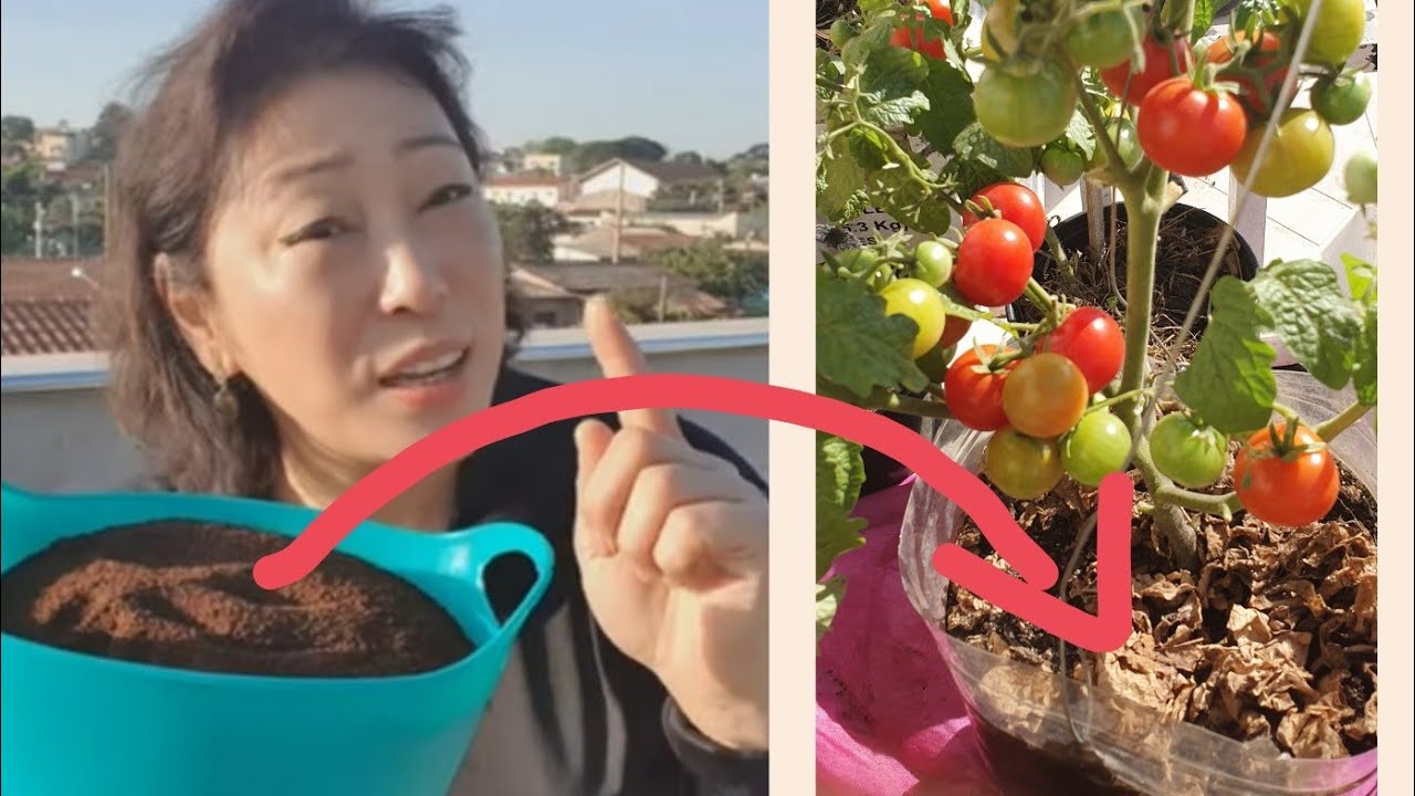 SUPER ADUBO COM BORRA DE CAF&Eacute; para  Horta caseira totalmente org&acirc;nica