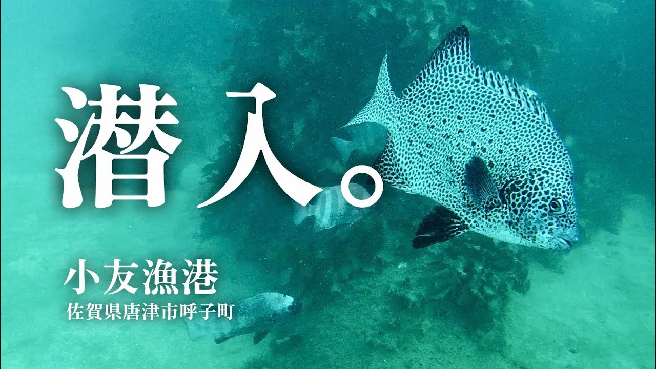 【小友漁港・海中映像】釣れない？そんな事はない！豊かな海が広がる釣り場、小友漁港を探索！佐賀県唐津市呼子町の釣り場#221福岡釣部 in 福岡・糸島・佐賀・北九州・玄界灘・長崎・平戸・鷹島・唐津・呼子