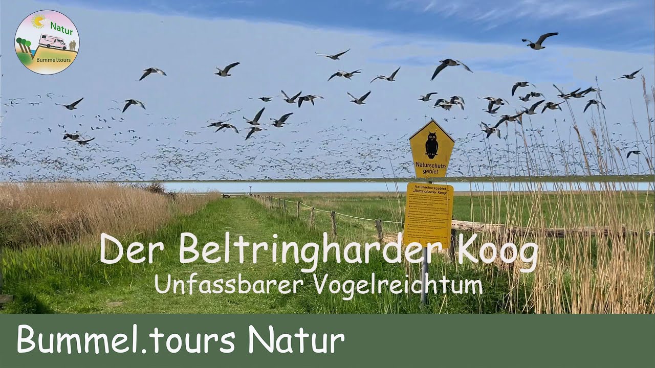 Der Beltringharder Koog - unfassbarer Vogelreichtum
