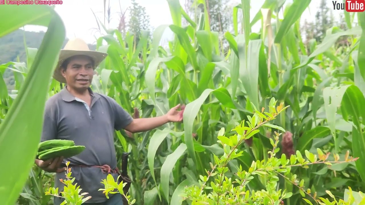 ✅️🤠En la casita del campo preparo una deliciosa comida con nopales y un exquisito té de limón
