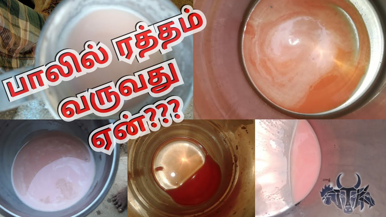 பாலில் ரத்தம் கலந்து வருது ஏன்????
