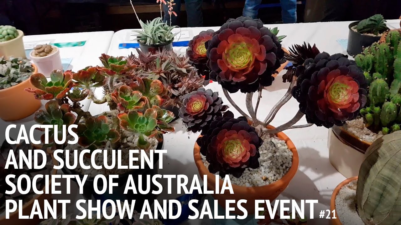 #20 I went to a succulent show and it was awesome!
