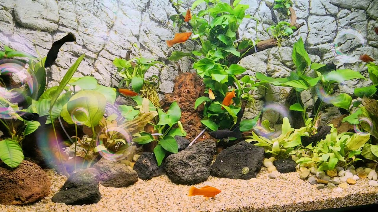 Krystaliczna woda w akwarium