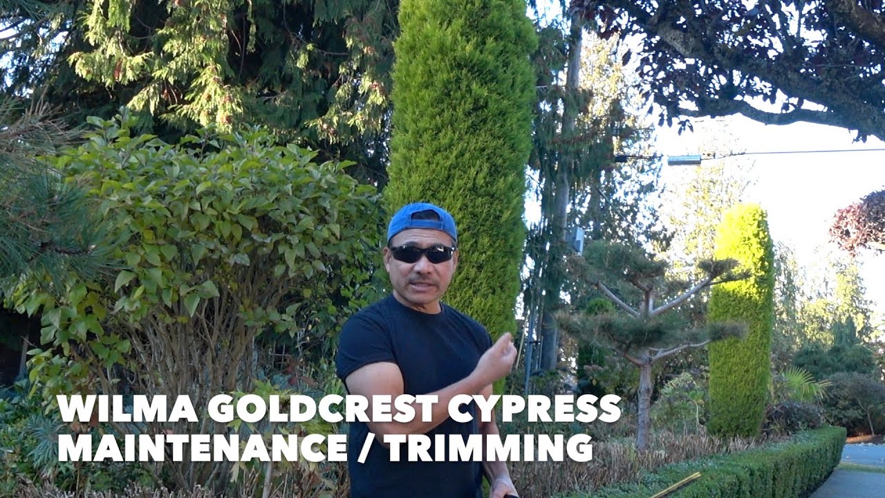 WILMA GOLDCREST CYPRESS TREE - MAINTENANCE / TRIMMING
