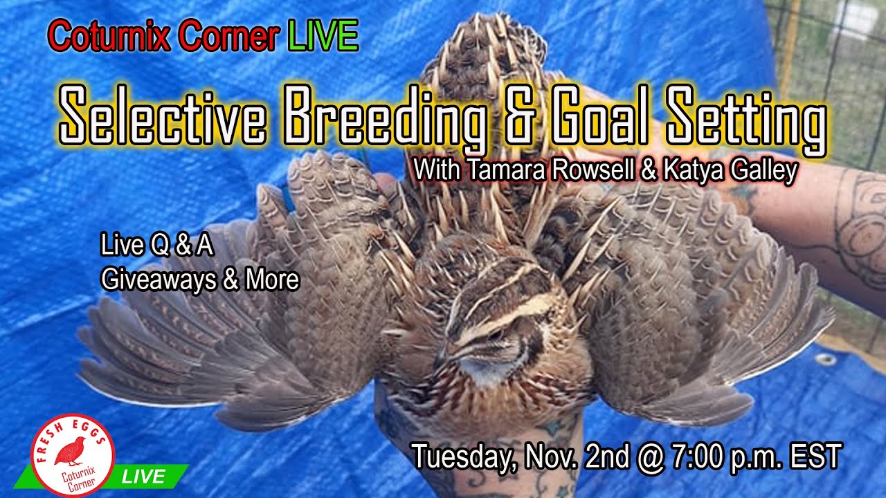 Selective Breeding & Goal Setting - Coturnix Corner LIVE