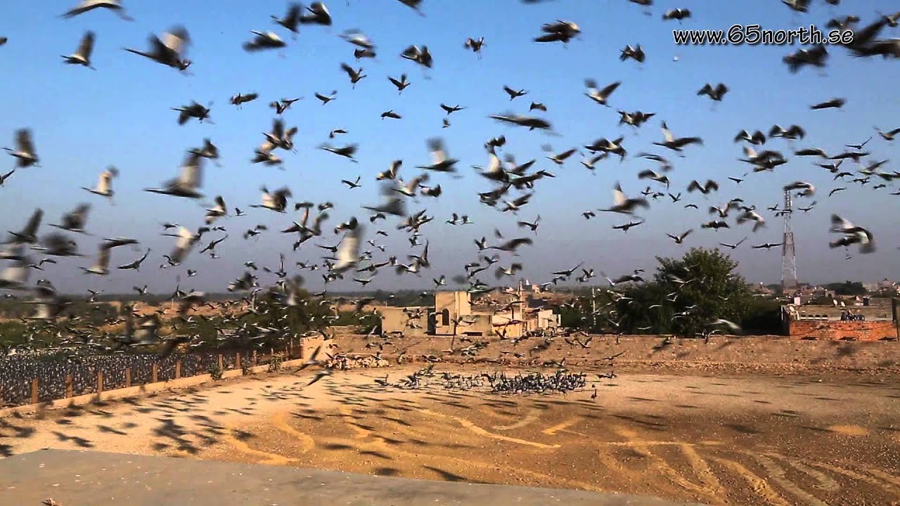 Demoiselle Cranes in Khichan Rajasthan India