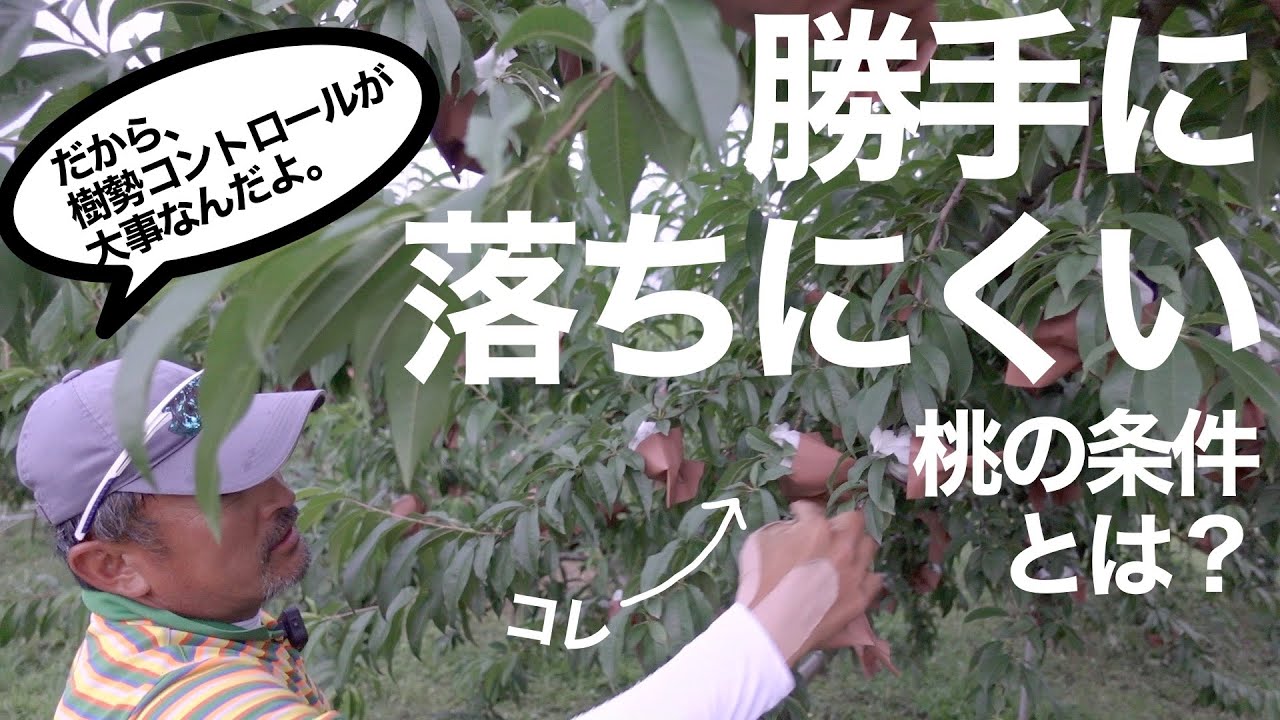 【自然落下を防ぐ！】桃が勝手に落ちてしまわないための条件と、樹勢との関係について -初心者向け-
