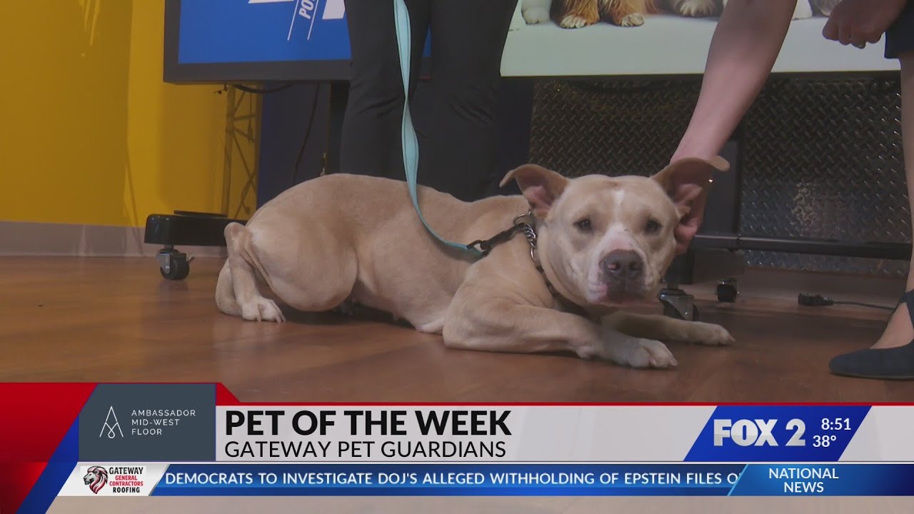 Pet of the Week: Lumi the Dog