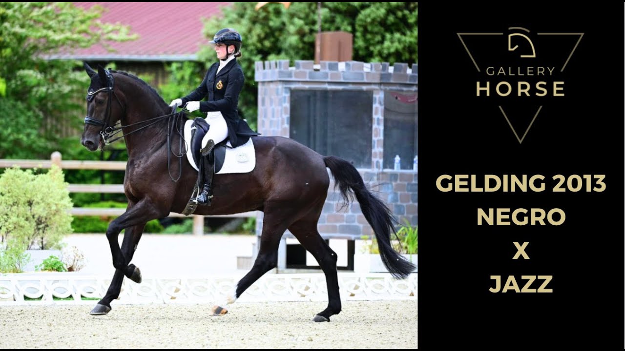 NEW DRESSAGE HORSE - Inter I - GELDING - 2013 - GHS2422
