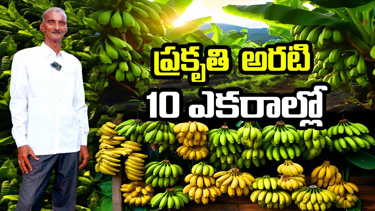 Дополнительный доход от куркумы при выращивании бананов | Ramakrishnam Raju Banana Farming @Raitu...