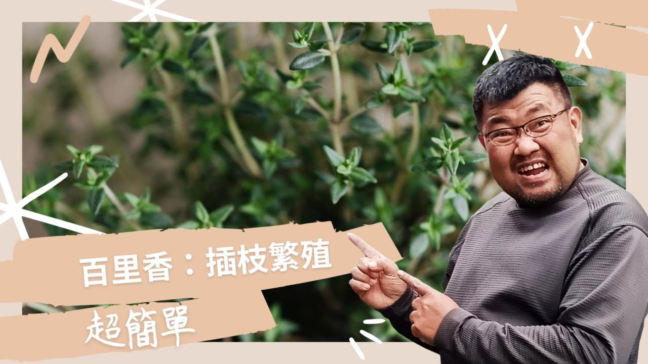 種植你自己的百里香：插枝繁殖超簡單