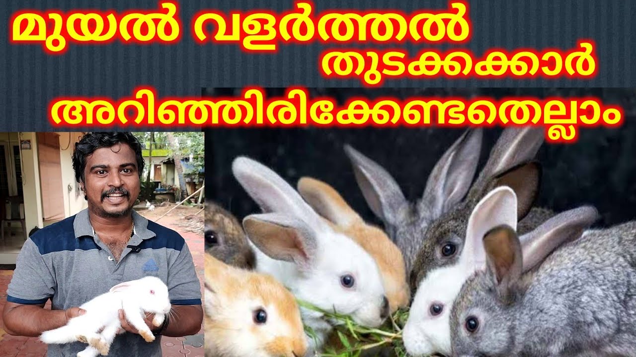 മുയൽ വളർത്തൽ/ Rabbit farming/ profitable business/ farming business/  #rabbit #farming #malayalam