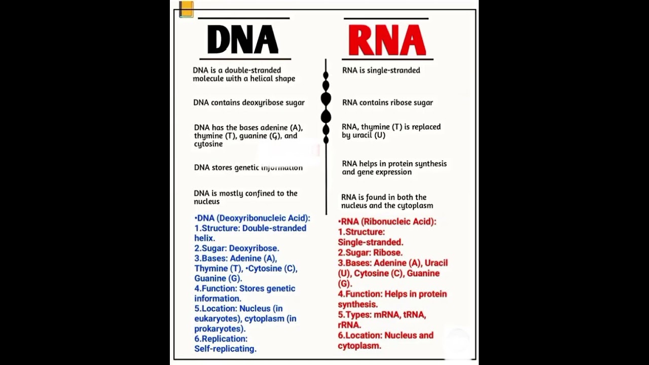 dna and RNA #dnaandrna #dna #rna #sciencebasesinnuclicacid #biology  #biologyforcompetitiveexams