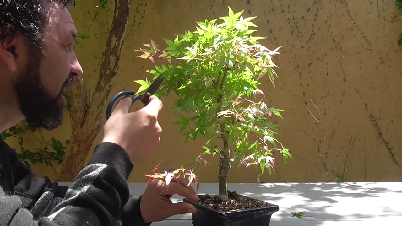 Pinzado de arce palmatum