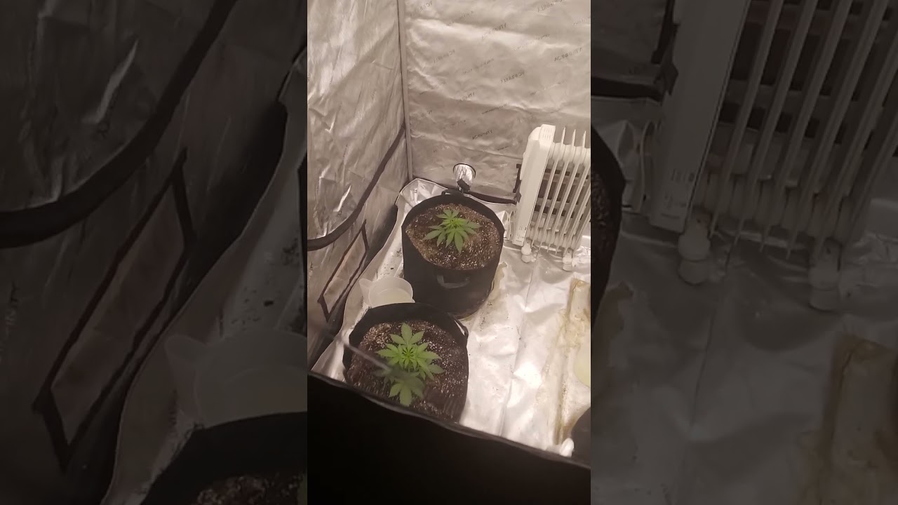 Organic Nutrient Shootout (BuildASoil, Greengro, Natures Living Soil, Seacoast compost)